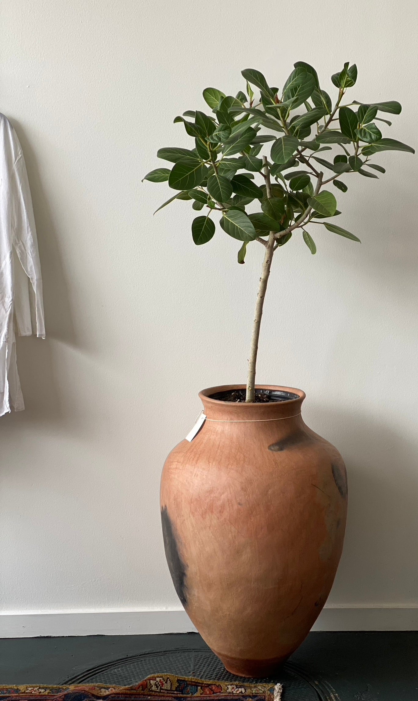 Sierra Ceramic Pot