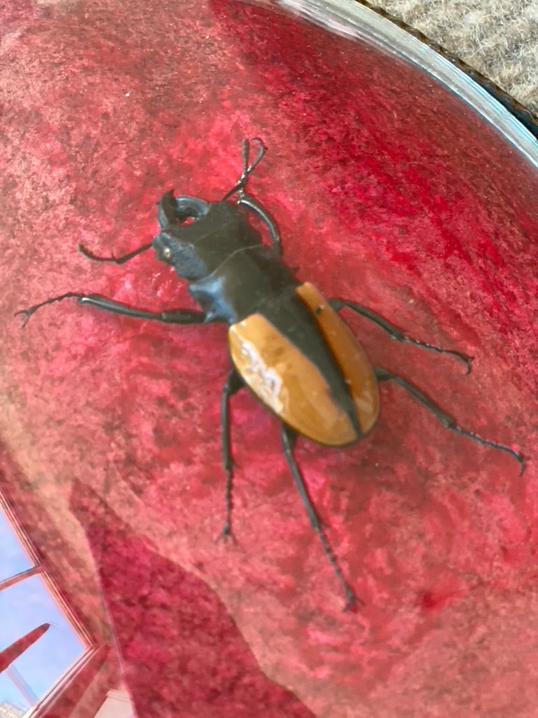 Antique Bug Art