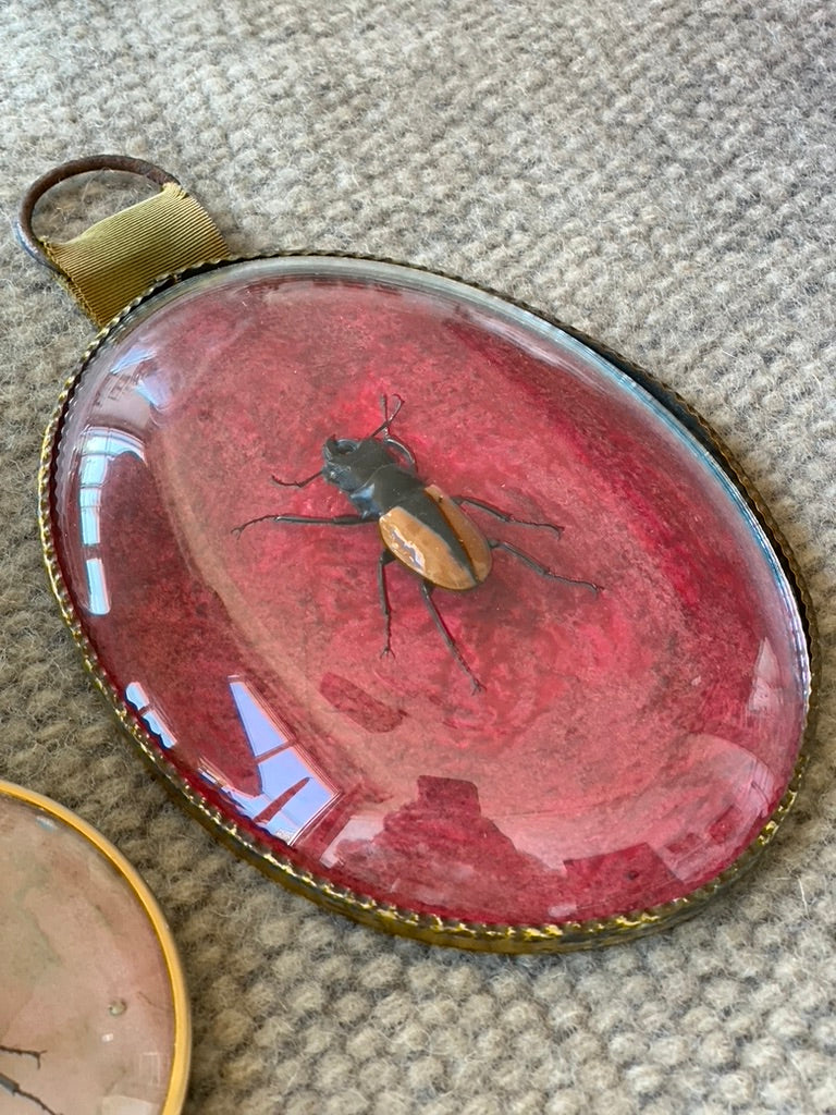 Antique Bug Art