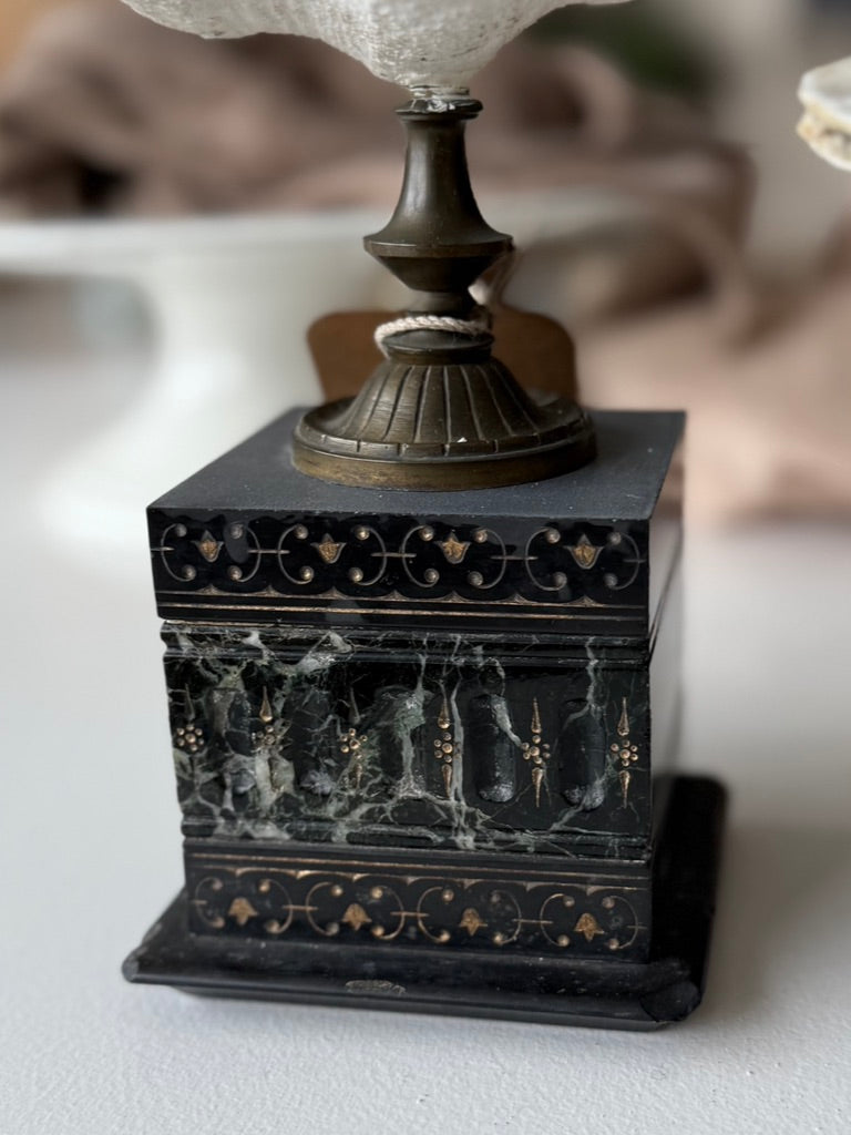 Shell on Marble Pedestal